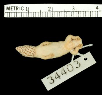 Media type: image;   Herpetology R-34403